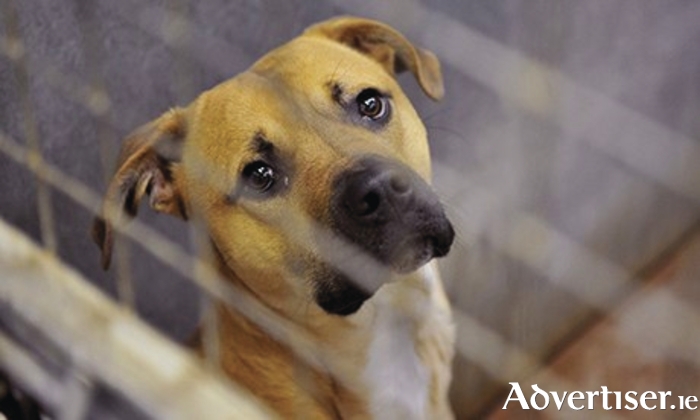 Advertiser.ie - Galway City Dog Pound set for €125,000 upgrade