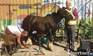 Joe Dodd shoeing a horse in the Ballinfoile M&oacute;r Community Organic Garden.