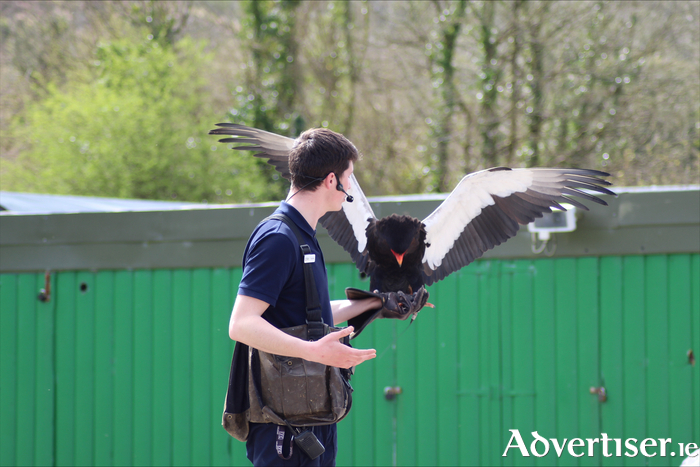 Aillwee Burren Experience - Birds of Prey. Credit: Hannah Martin 