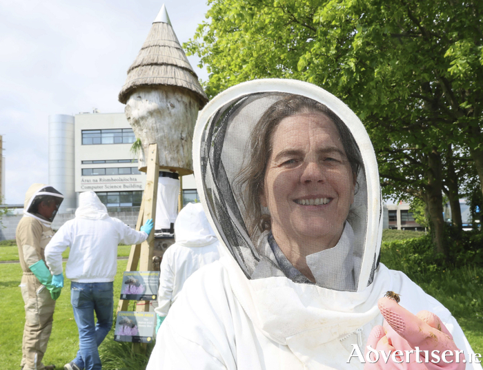 Professor Grace McCormack holds a wild native Irish honey bee as a swarm finds a new home in a log hive on University of Galway campus. Credit: Mike Shaughnessy.

