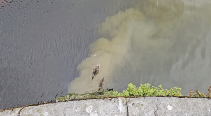 Fowl water: Ducks nibble at pollution flowing in to the Corrib opposite Claddagh Quay last Monday