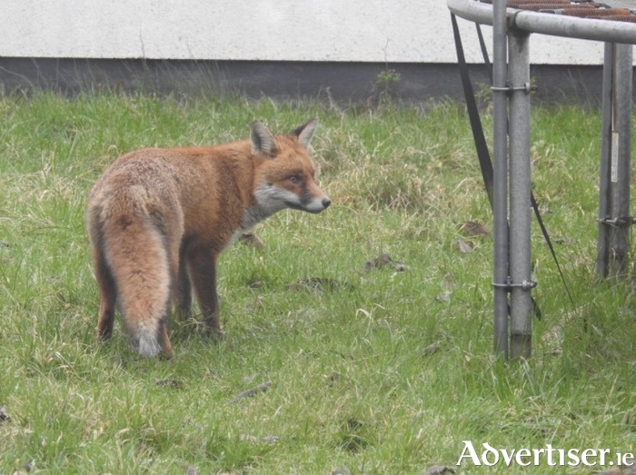 Photo: Louise Allcock, Professor of Zoology at University of Galway.