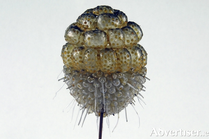 Glass model of Sycandra raphanus by Leopold and Rudolf Blaschka, circa 1880. Courtesy of the Zoology and Marine Biology Museum, University of Galway.