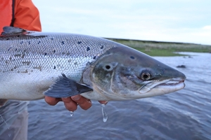 Atlantic salmon close up - Credit Christin Breuker.