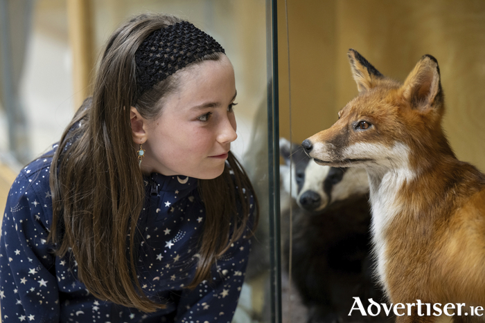 Hazel O’Connell, Scoil Éanna Bullaun, pictured visiting University of Galway’s ‘Dead Zoo’.