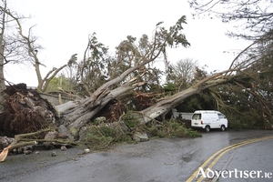 Trees down in Galway. The City Council has lost at least 1,500 trees to Storm &Eacute;owyn (Photo: Mike Shaughnessy)